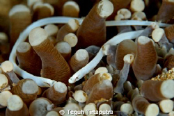 soft coral mushroom pipe fish...taken at Laha, Ambon, Ind... by Teguh Tirtaputra 